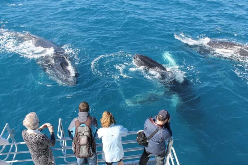 Hervey Bay: Half-Day Whale Watching Cruise - An Introduction to the Experience