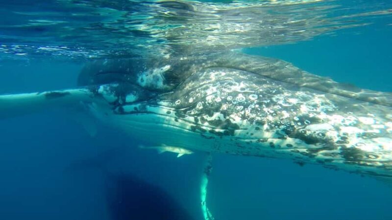 Hervey Bay: Half-Day Whale Watching Cruise - The Value and Practical Details