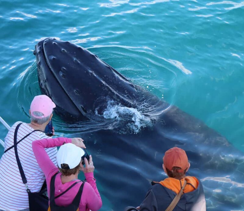 Hervey Bay: Half-Day Whale Watching Cruise - Who Is This Tour Best For?