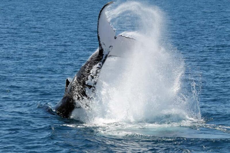 Hervey Bay: Half-Day Whale Watching Cruise - The Sum Up: Is It Worth It?