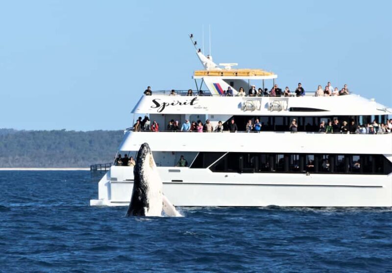 Hervey Bay: Half-Day Whale Watching Cruise - FAQ
