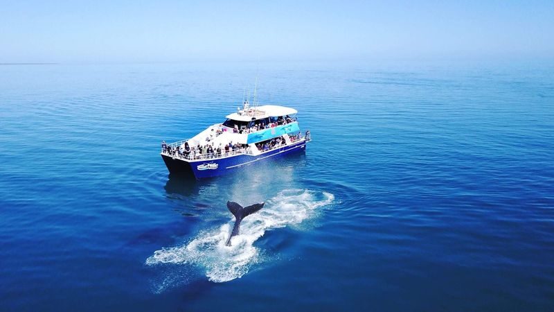 Hervey Bay Half-Day Whale Watching Cruise - At a glance: the details that matter