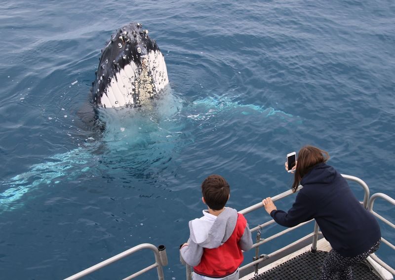 Hervey Bay Half-Day Whale Watching Cruise - Why Hervey Bay is a good place to watch whales
