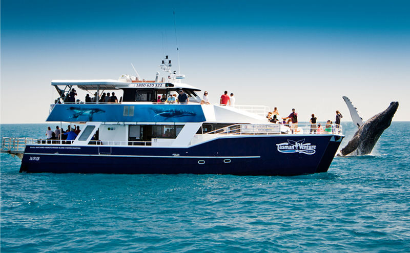 Hervey Bay Half-Day Whale Watching Cruise - Four hours, with time for a final look