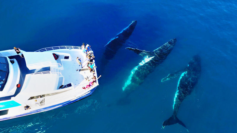 Hervey Bay Half-Day Whale Watching Cruise - Seeing whales from deck level and water level
