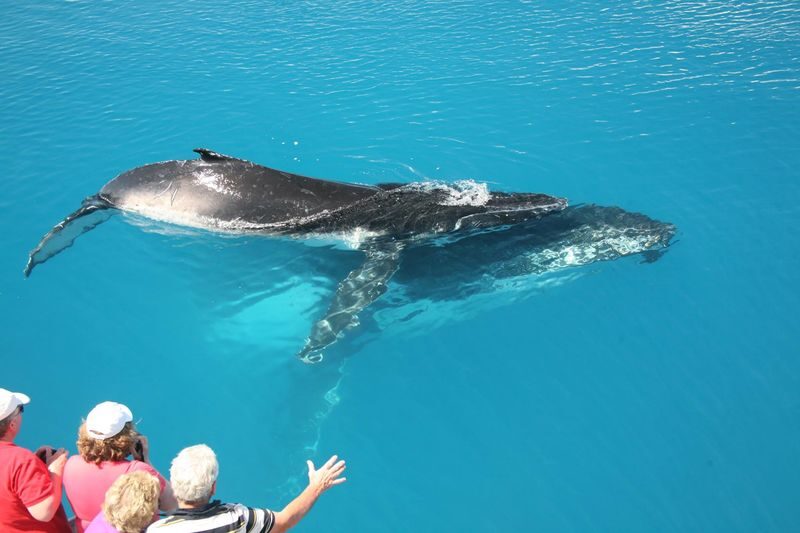 Hervey Bay Half-Day Whale Watching Cruise - Commentary that makes the encounter clearer