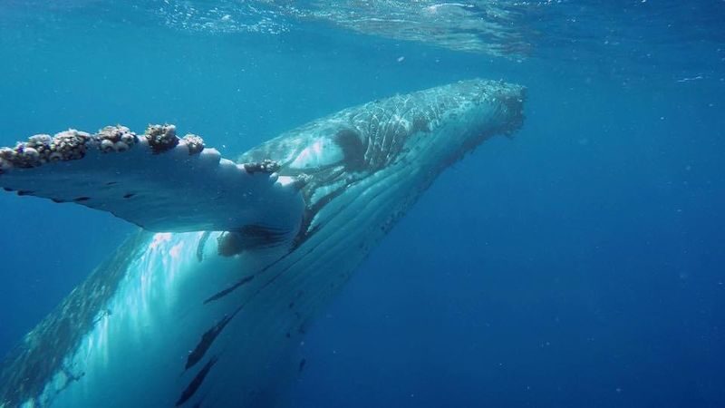 Hervey Bay Half-Day Whale Watching Cruise - What the fare includes, and what it is worth