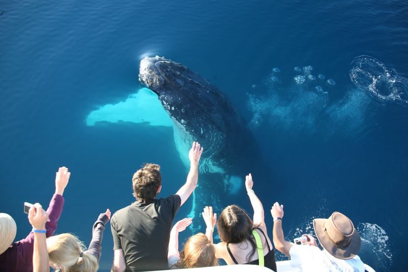 Hervey Bay Half-Day Whale Watching Cruise - A sensible choice for families and wildlife fans