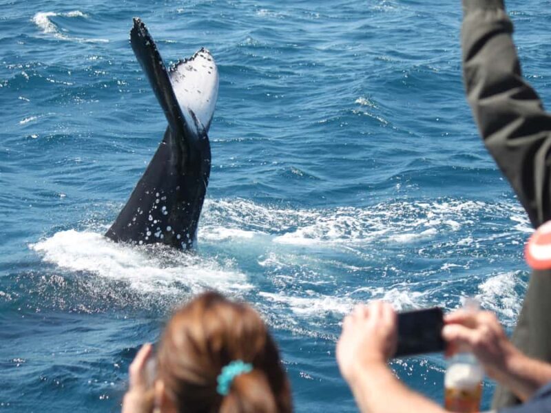 Hervey Bay: Half-Day Whale-Watching Cruise - Good To Know