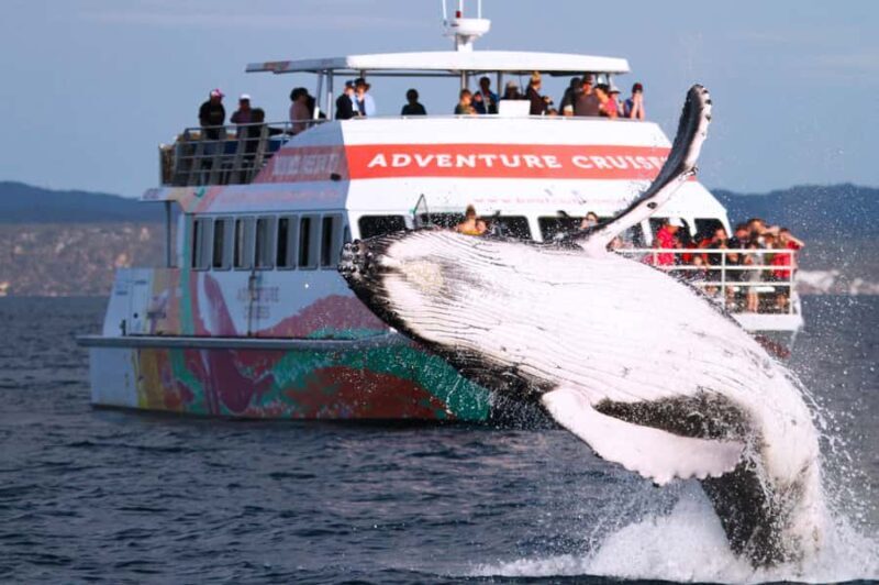 Hervey Bay: Half-Day Whale-Watching Cruise - An Honest Look at the Whale-Watching Experience in Hervey Bay