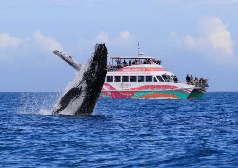 Hervey Bay: Half-Day Whale-Watching Cruise - Practical Details and Tips