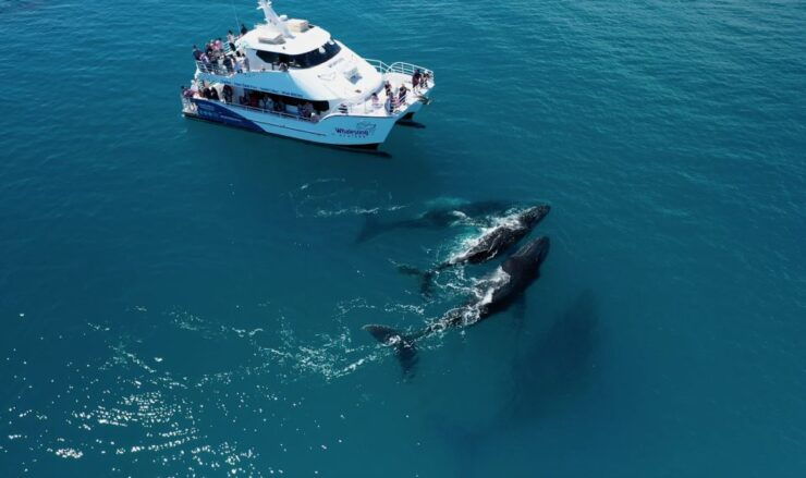 Hervey Bay: Half-Day Whale Watching Experience - Booking and Logistics Details