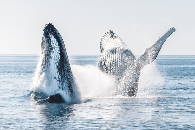 Hervey Bay: Half Day Whale Watching & Island Stop Tour - Pricing and Booking