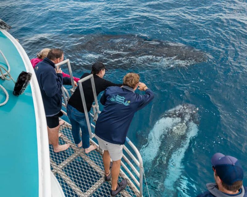 Hervey Bay: Humpback Whale-Watching Half-Day Cruise - The Experience: What to Expect