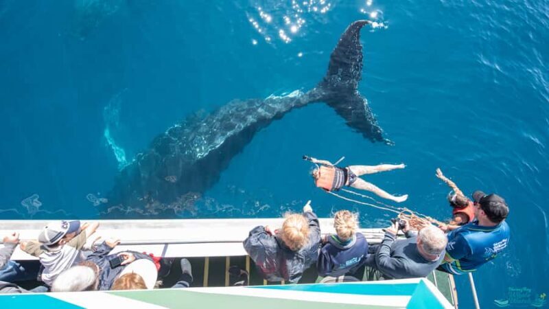 Hervey Bay: Humpback Whale-Watching Half-Day Cruise - The Crew and Guides