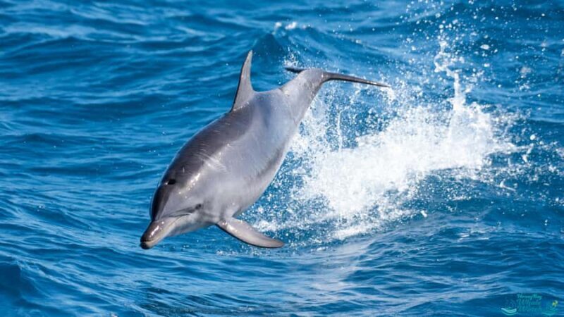 Hervey Bay: Humpback Whale-Watching Half-Day Cruise - FAQ