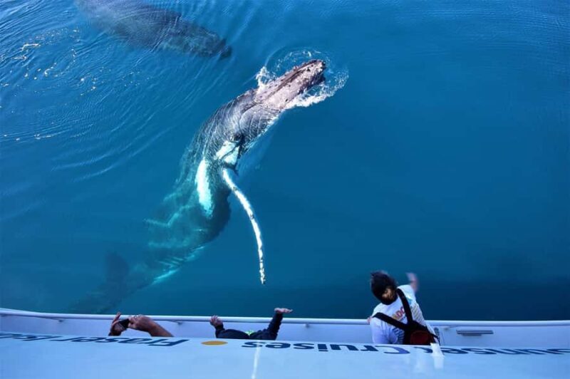 Hervey Bay: Pre-season Whale and Dolphin Watching Cruise - Good To Know