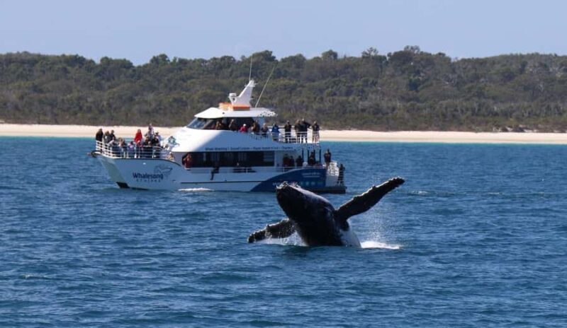 Hervey Bay: Pre-season Whale and Dolphin Watching Cruise - The Value of This Experience