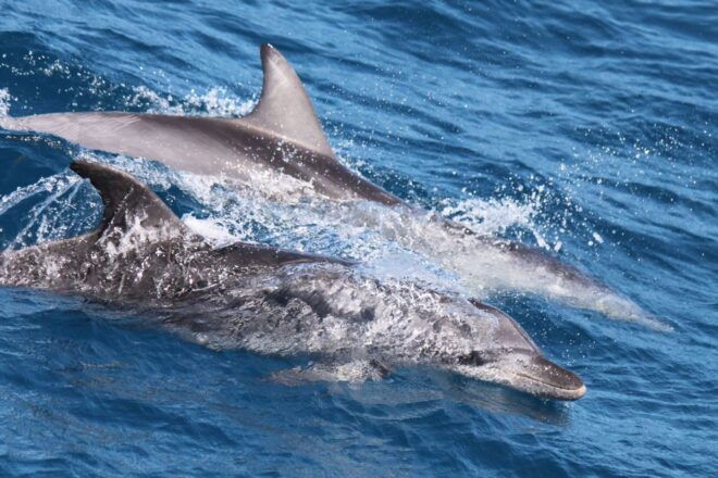 Hervey Bay: Scenic Fraser Island Fun Cruise - Scenic Highlights Along the West Coast