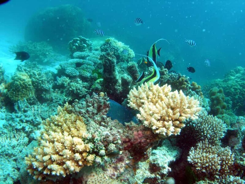 Hervey Bay: Turtle Discovery Eco Tour - Exploring the Itinerary: A Day in the Life of the Turtle Discovery Eco Tour