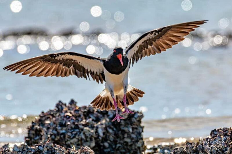 Hervey Bay: Turtle Discovery Eco Tour - FAQs