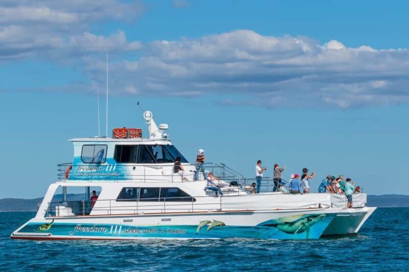Hervey Bay Whale Odyssey Cruise - What Makes the Hervey Bay Whale Odyssey Special?