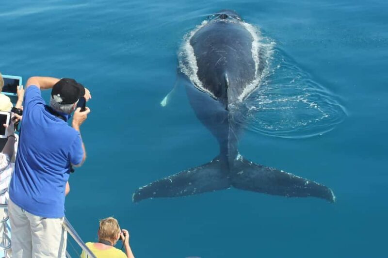 Hervey Bay Whale Odyssey Cruise - The Guiding Team and Their Impact