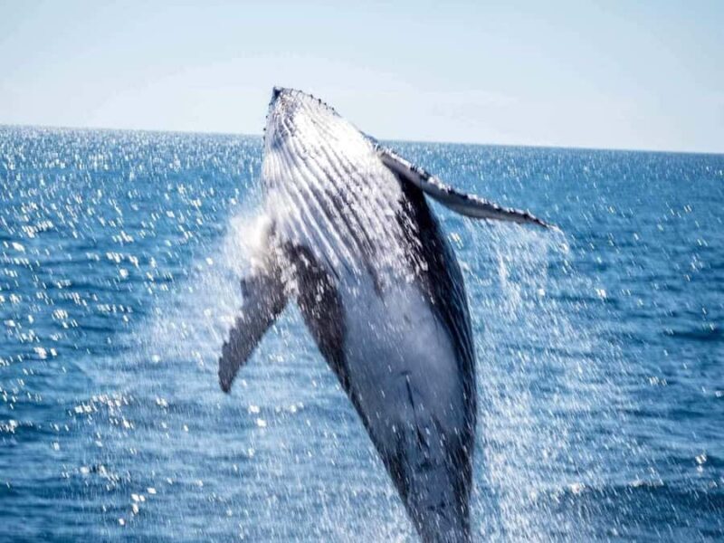 Hervey Bay Whale Odyssey Cruise - Who Will Love This Experience?