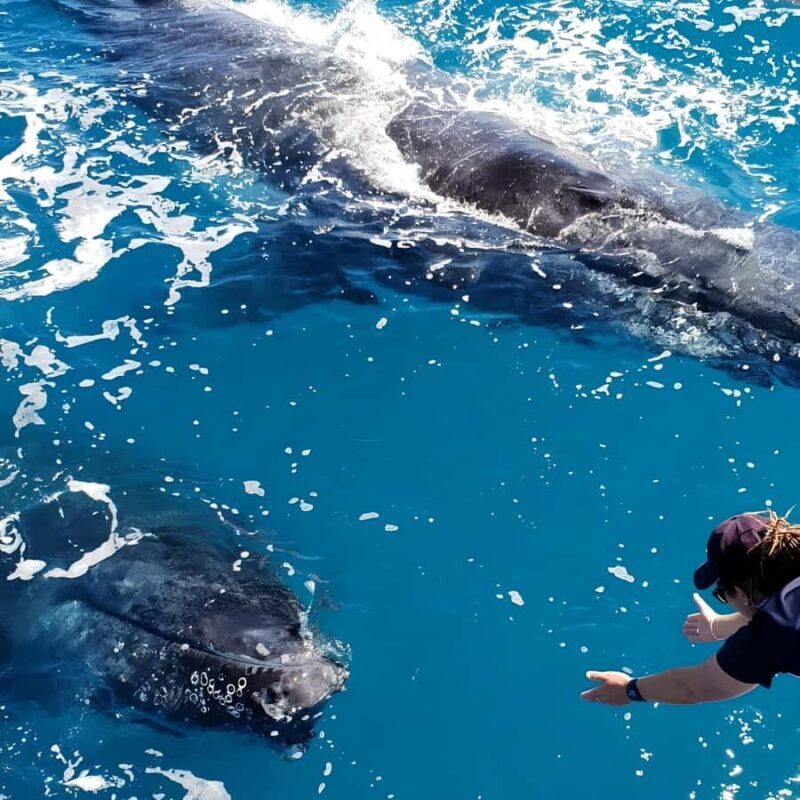 Hervey Bay Whale Odyssey Cruise - Final Thoughts: Who Should Book?