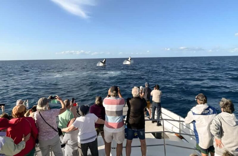 Hervey Bay Whale Odyssey Cruise - FAQ
