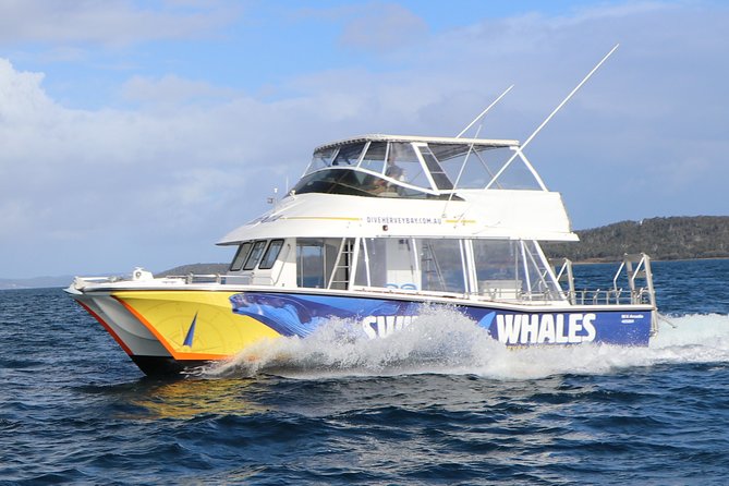 Hervey Bay Whale Swim and Watch - What To Expect