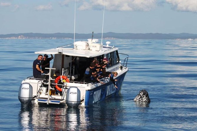 Hervey Bay Whale Swim and Watch - Safety Guidelines