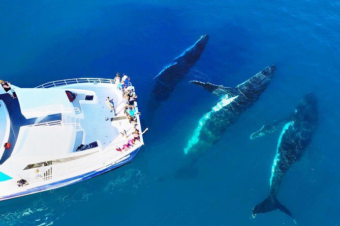 Hervey Bay Whale Watching Cruise - Hervey Bay Whale Watching Cruise: An Authentic Encounter with Nature’s Gentle Giants