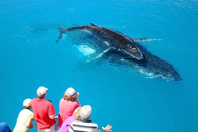 Hervey Bay Whale Watching Cruise - The Sum Up: Is It Worth It?