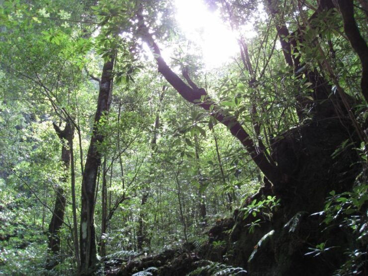 Hidden Corners, the Kings Levada Full Day Hike - Activity Details
