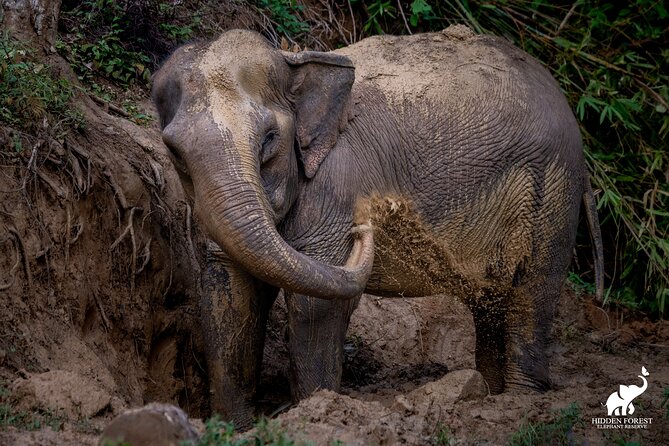 Hidden Forest Elephant Reserve: Guided Tour With Lunch & Transfer - Pricing and Booking Details
