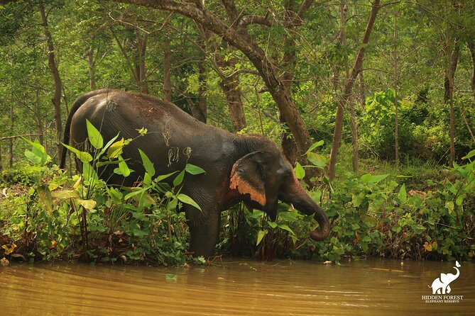 Hidden Forest Elephant Reserve: Guided Tour With Lunch & Transfer - Disclaimer