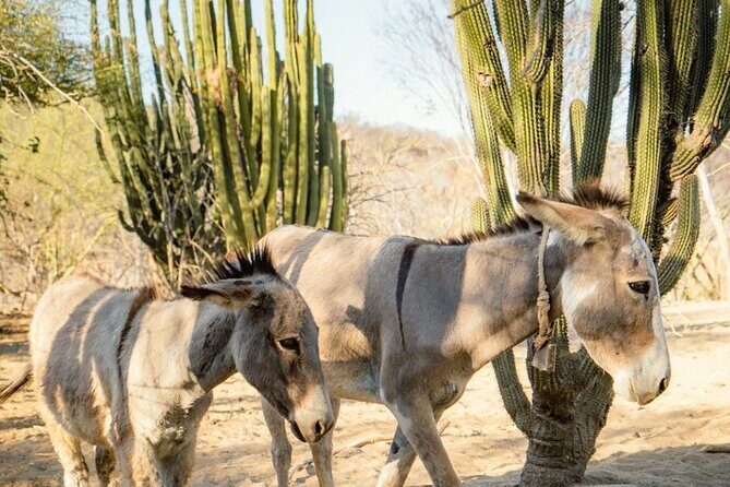 Hidden Gems of Sierra Laguna: El Triunfo and Natural Springs. - Exploring the Itinerary in Depth