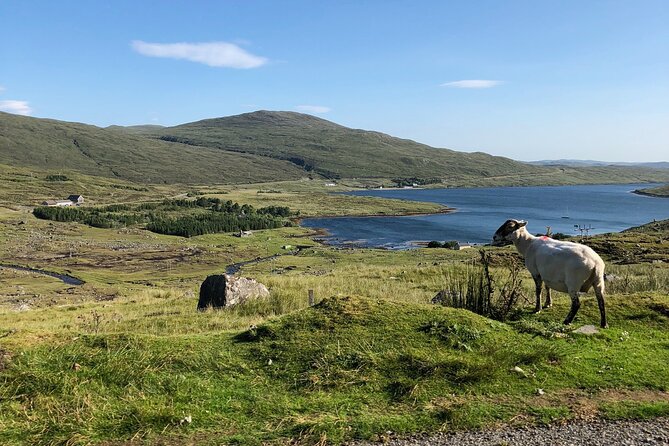 Hidden Gems of the Highlands: A Tranquil Private Guided Day Tour - Expert Guide and Transportation