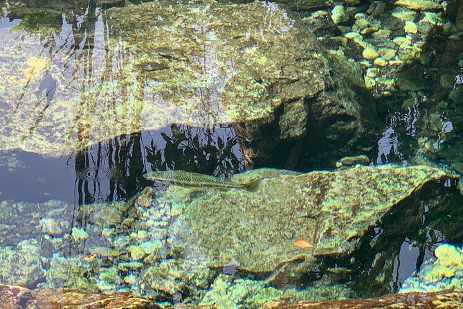 Hidden Gems of the North, Puerto Rico Private Tour - Experiences Highlighted by Reviewers