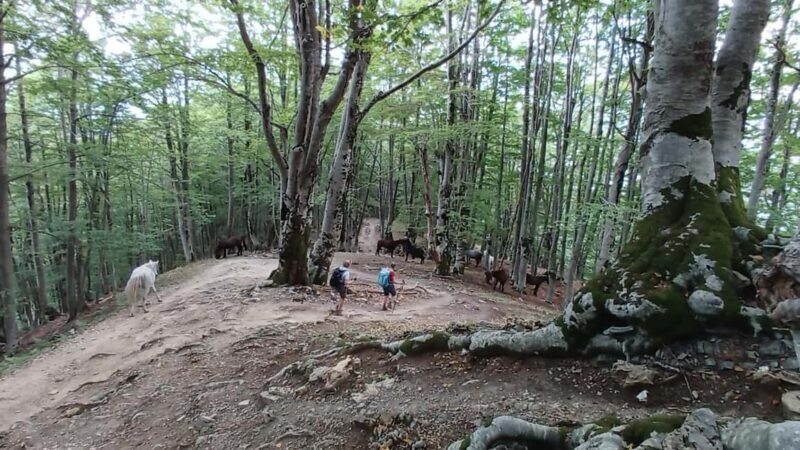 Hidden Gems of Theth:Private Day Tour to Waterfall &Blue Eye - FAQ