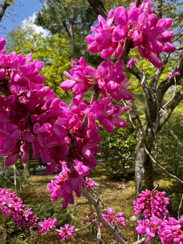 Hidden Kyoto- Countryside & Local Life - Private Car Tour - Overall Impressions