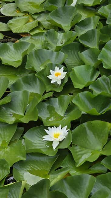 Hidden Pearl Paradise of Lake Skadar - What You Should Know Before Booking