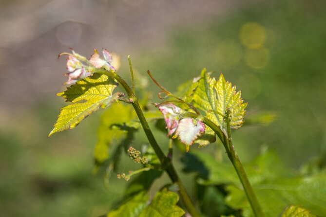 Hidden Spring Vineyard: Guided Tour & Tasting, Heathfield  - Brighton - Sample Menu