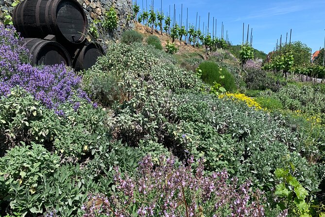 Hidden Vineyards and Private Winery Tour in Prague - What To Expect