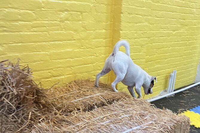 Hide & Seek Skills for Dogs at the Hay filled New York City Barn - Why choose this experience?