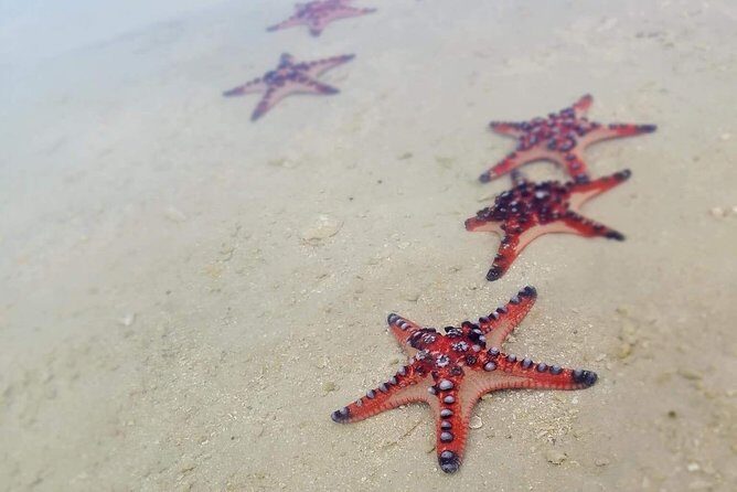 Hideaway Island Escape, Blue Lagoon and Turtle Experience - Good To Know