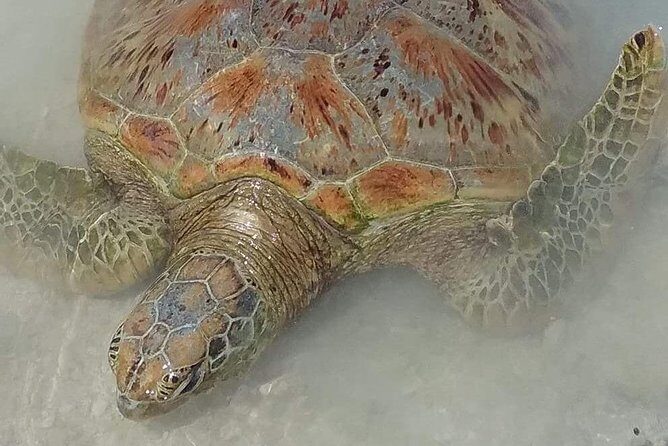 Hideaway Island Escape, Blue Lagoon and Turtle Experience - Exploring the Itinerary