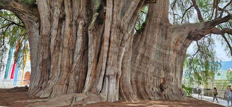 Hierve el agua: A Day of Adventure, Culture, and Flavor - A Detailed Look at the Tour Experience