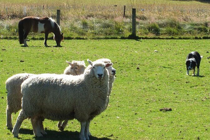 High Country Discovery Tour from Queenstown - Good To Know